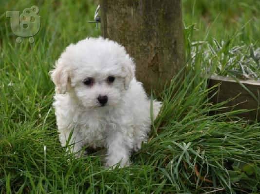 PoulaTo: Bichon frise puppy
